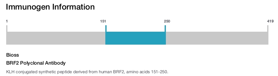 BRF2 Polyclonal Antibody