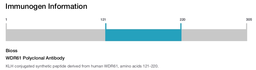 WDR61 Polyclonal Antibody