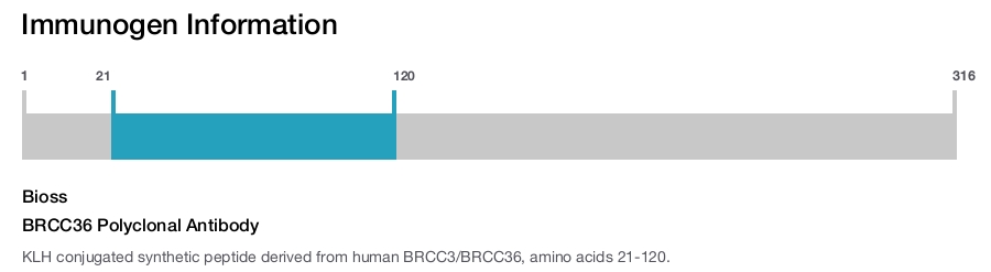 BRCC36 Polyclonal Antibody