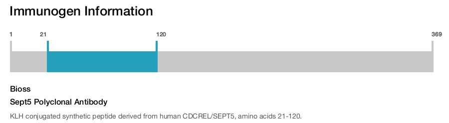 Sept5 Polyclonal Antibody