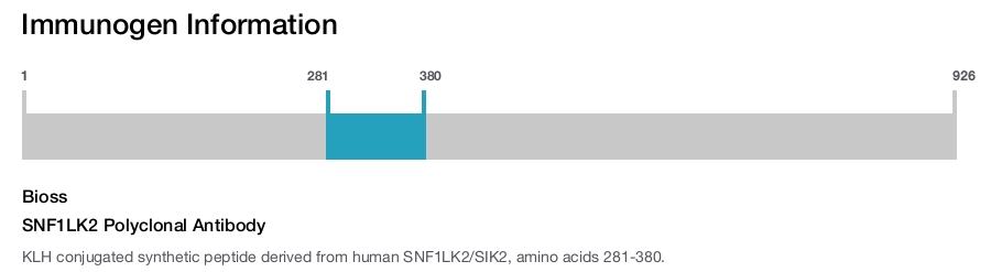 SNF1LK2 Polyclonal Antibody