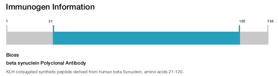 beta synuclein Polyclonal Antibody