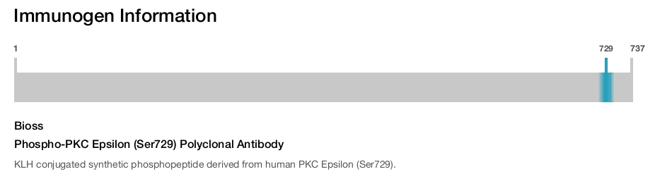 Phospho-PKC Epsilon (Ser729) Polyclonal Antibody