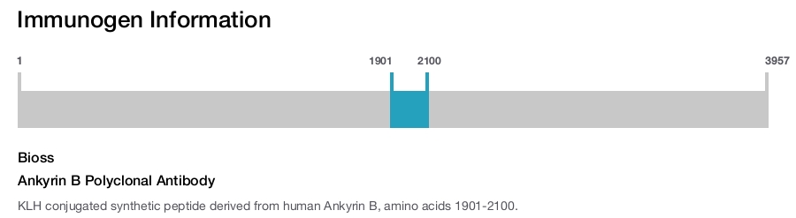 Ankyrin B Polyclonal Antibody
