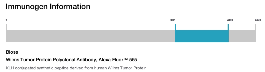 Wilms Tumor Protein Polyclonal Antibody, Alexa Fluor&trade; 555