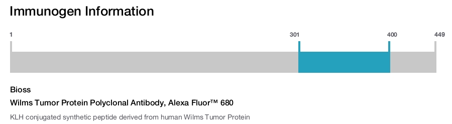 Wilms Tumor Protein Polyclonal Antibody, Alexa Fluor&trade; 680