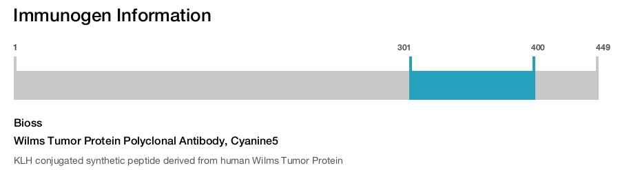 Wilms Tumor Protein Polyclonal Antibody, Cyanine5