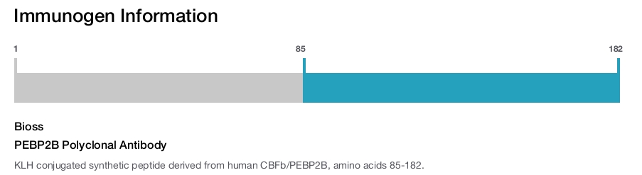 PEBP2B Polyclonal Antibody