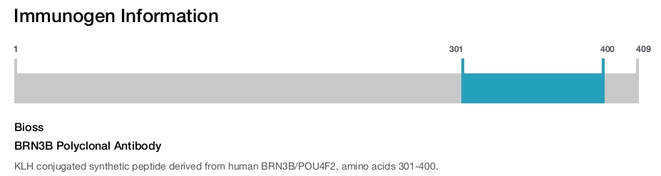 BRN3B Polyclonal Antibody