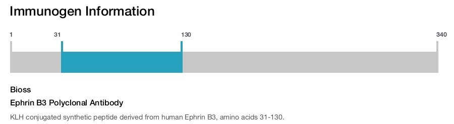 Ephrin B3 Polyclonal Antibody