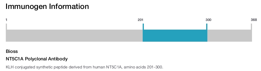 NT5C1A Polyclonal Antibody