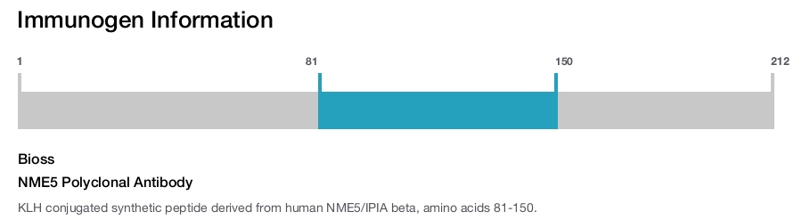 NME5 Polyclonal Antibody
