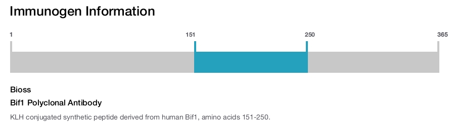 Bif1 Polyclonal Antibody