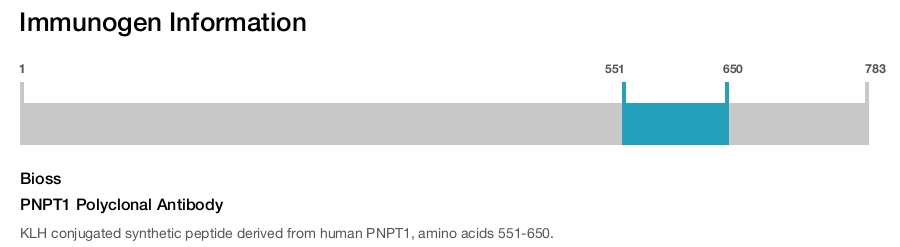 PNPT1 Polyclonal Antibody