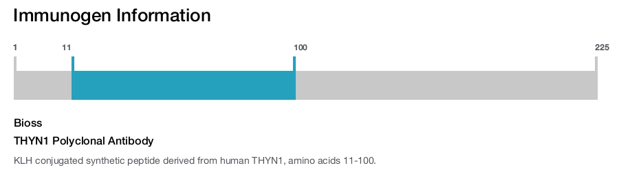 THYN1 Polyclonal Antibody