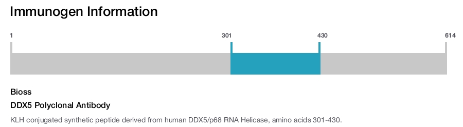 DDX5 Polyclonal Antibody