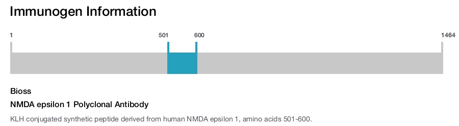 NMDA epsilon 1 Polyclonal Antibody