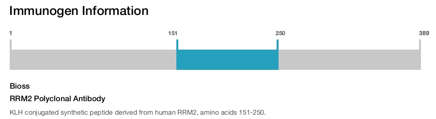 RRM2 Polyclonal Antibody