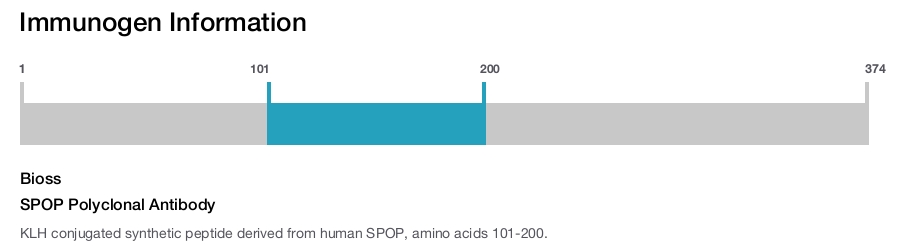 SPOP Polyclonal Antibody