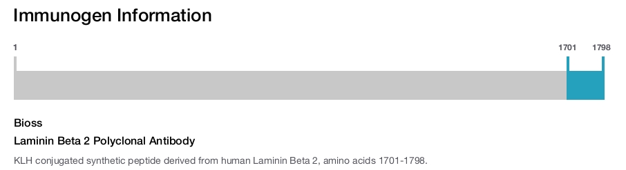 Laminin Beta 2 Polyclonal Antibody
