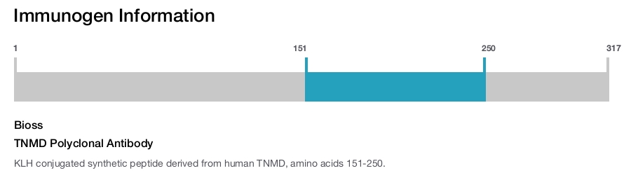 TNMD Polyclonal Antibody