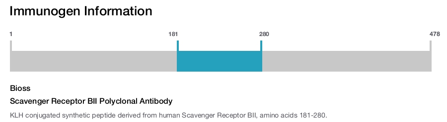 Scavenger Receptor BII Polyclonal Antibody