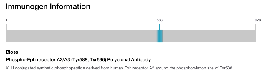 Phospho-Eph receptor A2/A3 (Tyr588, Tyr596) Polyclonal Antibody