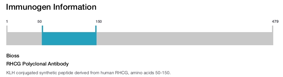 RHCG Polyclonal Antibody