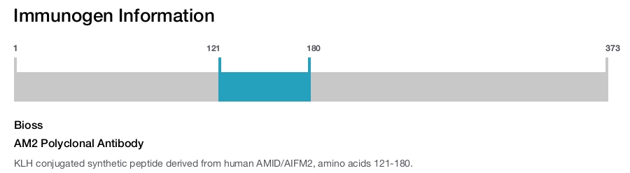 AM2 Polyclonal Antibody