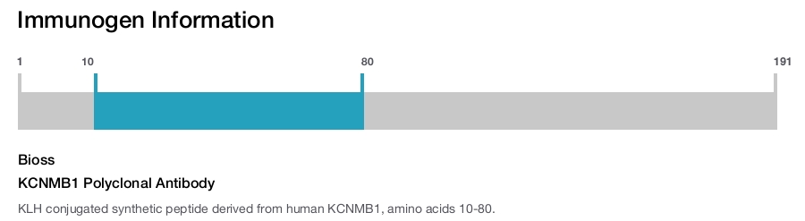 KCNMB1 Polyclonal Antibody