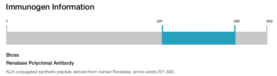 Renalase Polyclonal Antibody