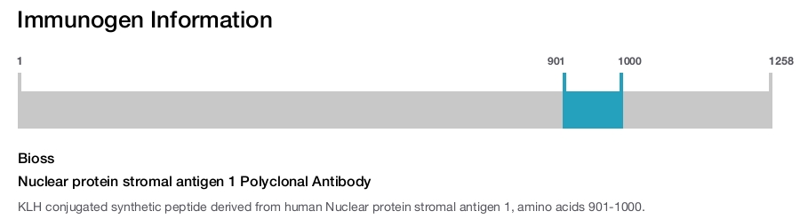 Nuclear protein stromal antigen 1 Polyclonal Antibody