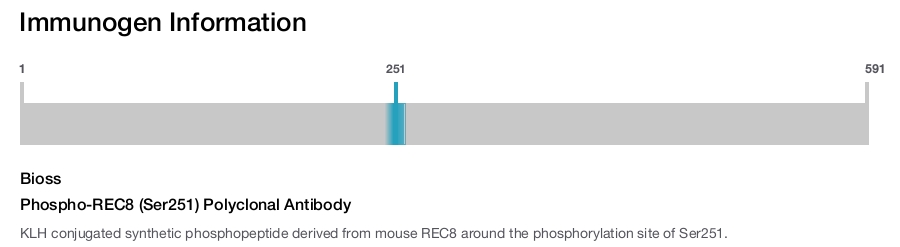 Phospho-REC8 (Ser251) Polyclonal Antibody
