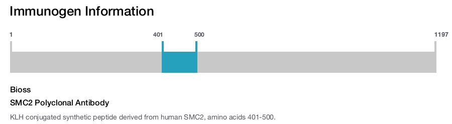 SMC2 Polyclonal Antibody