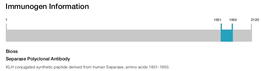 Separase Polyclonal Antibody