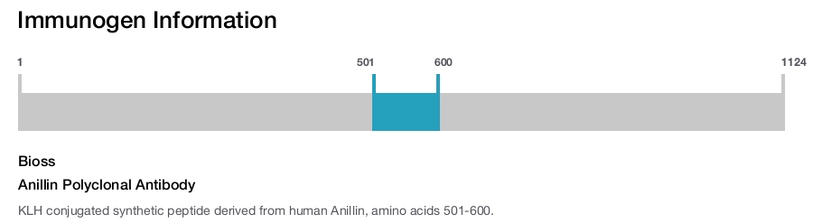 Anillin Polyclonal Antibody