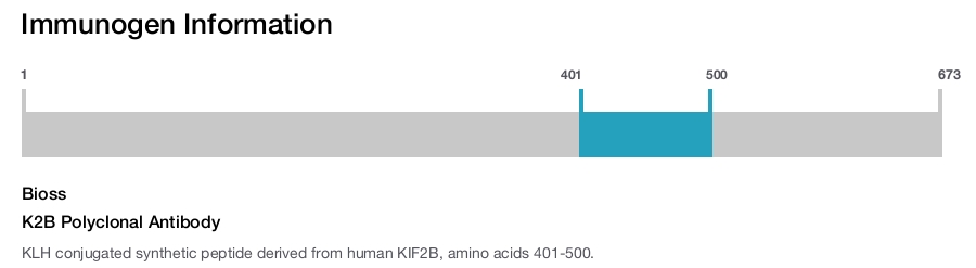 K2B Polyclonal Antibody
