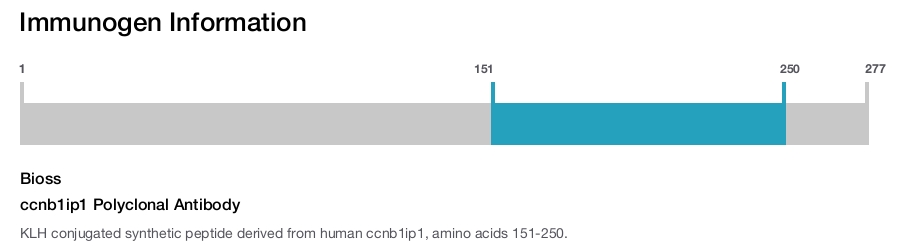 ccnb1ip1 Polyclonal Antibody