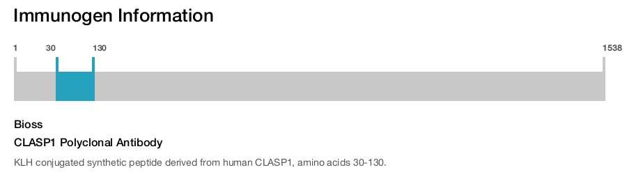 CLASP1 Polyclonal Antibody