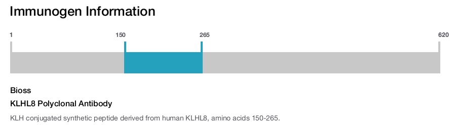 KLHL8 Polyclonal Antibody