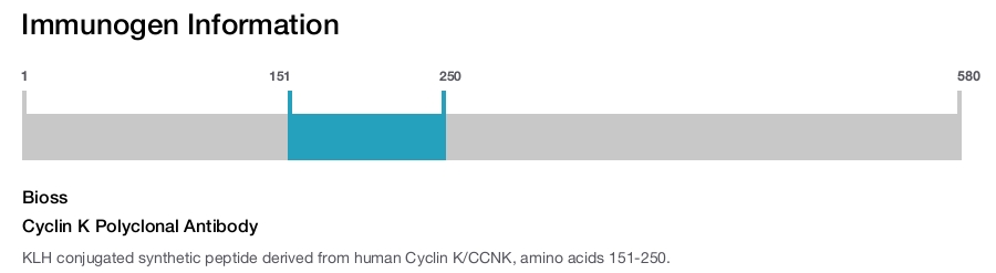 Cyclin K Polyclonal Antibody