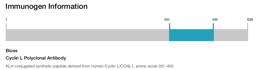 Cyclin L Polyclonal Antibody