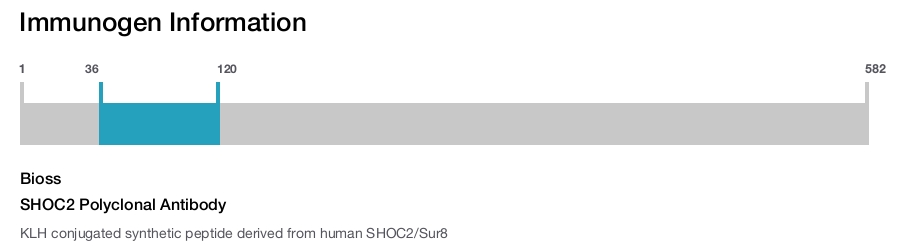 SHOC2 Polyclonal Antibody