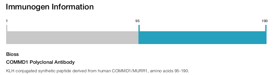 COMMD1 Polyclonal Antibody