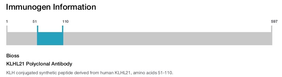 KLHL21 Polyclonal Antibody