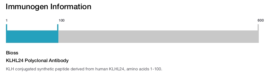 KLHL24 Polyclonal Antibody