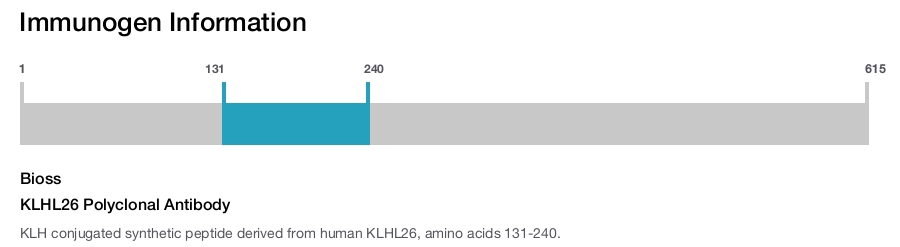 KLHL26 Polyclonal Antibody