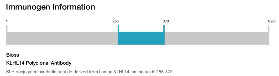 KLHL14 Polyclonal Antibody
