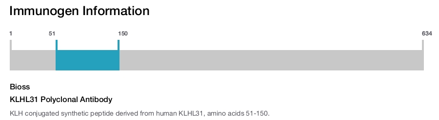 KLHL31 Polyclonal Antibody