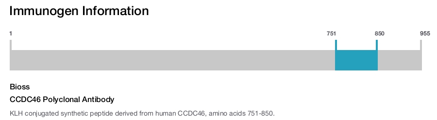 CCDC46 Polyclonal Antibody